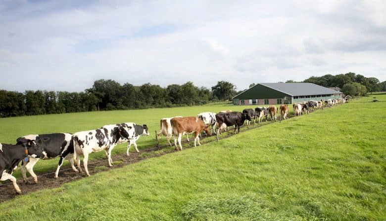 Dit-is-hoe-frieslandcampina-opgestroopte-mouwen-780×448 Organisatiecultuur van FrieslandCampina